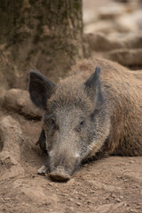 Sanglier mâle