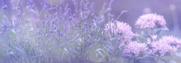 Lavendel, Blumenwiese mit rosa, Panorama
