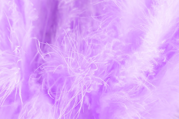 Purple bird feathers in soft and blur style, Fluffy feather background