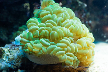 Euphyllia paraancora