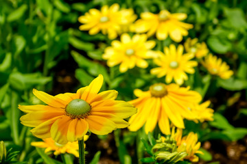 ルドベキア　プレリーサン