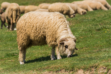 A Sheep Feeding with Grass on a Hot Summer Day