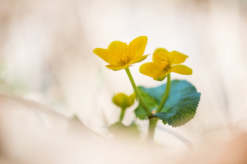 yellow marsh marigold on a soft bright background
