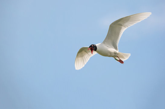 Mediterranean sea gull flying in the blue sky