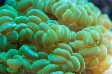 Euphyllia paraancora