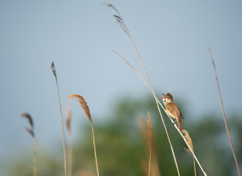 great reed warbler sitting on a haulm of reed and chirping full-throated