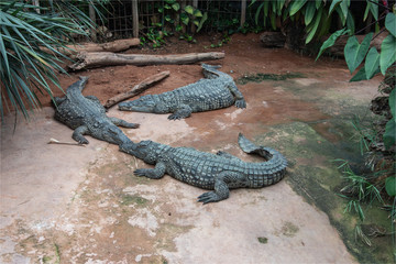 Crocodiles dans la ferme aux crocodiles à Pierrelatte dans la Drôme en France 