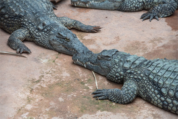 Obraz premium Crocodiles dans la ferme aux crocodiles à Pierrelatte dans la Drôme en France 