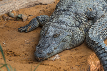 Crocodiles dans la ferme aux crocodiles à Pierrelatte dans la Drôme en France 