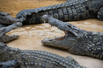 Obraz premium Krokodyle na farmie krokodyli w Pierrelatte w Drôme we Francji