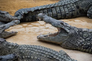 Photo sur Aluminium Crocodile Crocodiles dans la ferme aux crocodiles à Pierrelatte dans la Drôme en France 