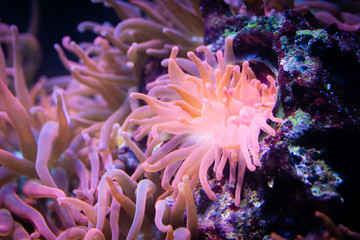 Fototapeta na wymiar Heteractis magnifica, Colored long tentacle Anemone
