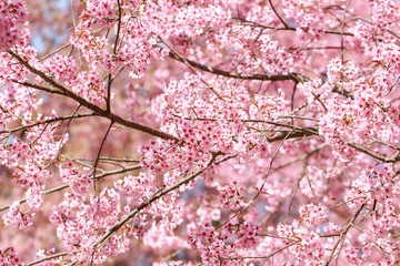 Wild Himalayan Cherry Blossoms in spring season (Prunus cerasoides), Sakura in Thailand, selective focus