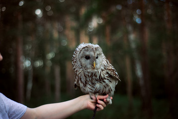 owl, steppe sipuha sitting on the hand of the trainer, the concept of domestication of wild animals