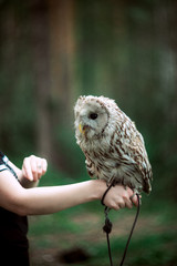 owl, steppe sipuha sitting on the hand of the trainer, the concept of domestication of wild animals