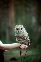 owl, steppe sipuha sitting on the hand of the trainer, the concept of domestication of wild animals