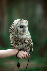 owl, steppe sipuha sitting on the hand of the trainer, the concept of domestication of wild animals