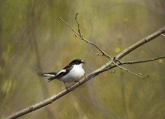 European Pied Flycatcher (Ficedula hypoleuca) on the branch
