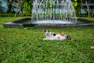 white cat on Manila Grass in park.
