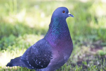 A portrait of a pigeon with beautiful hackle feathers.