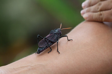 Grasshopper in Punta Cahuita National Park in Puerto Viejo in Costa Rica
