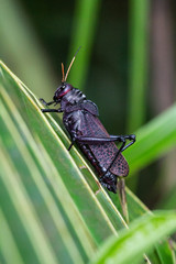 Grasshopper in Punta Cahuita National Park in Puerto Viejo in Costa Rica