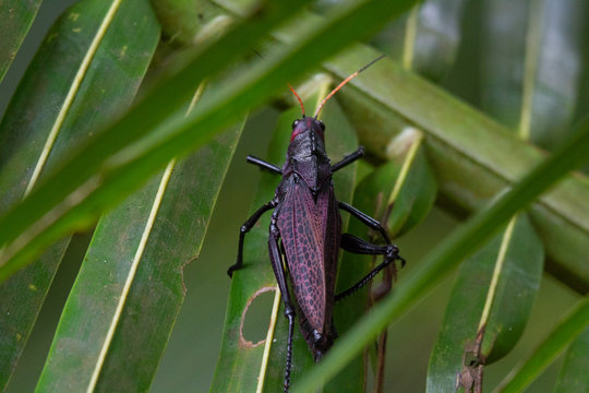 Grasshopper in Punta Cahuita National Park in Puerto Viejo in Costa Rica
