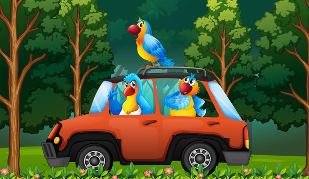 A group parrot on the car