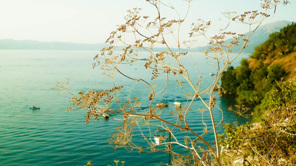 Close up of dried plant and beautiful water of Ochrid Lake, Macedonia.
