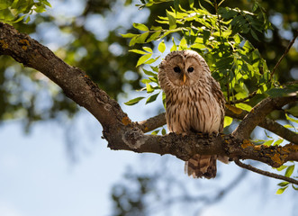Ural owl sitting in a tree surrounded by illuminated leaves