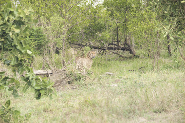 Cheetah hiding in the bush in the savannah, Kruger National Park, South Africa