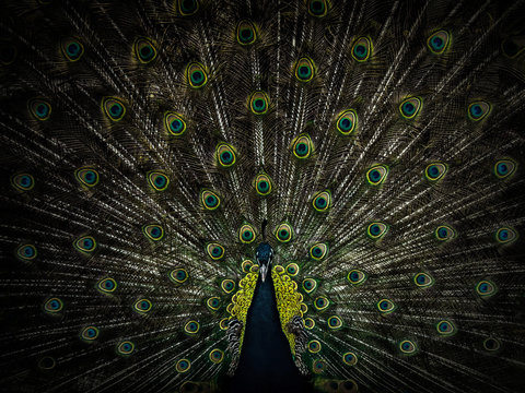 Fototapeta beautiful male peacock with open tail