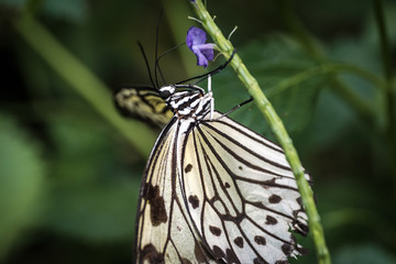 Schmetterling
