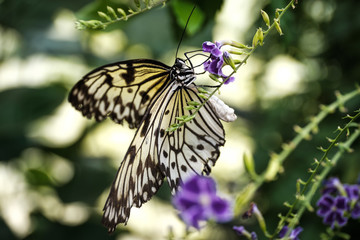 Schmetterling
