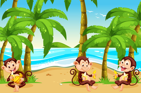 Monkey at the beach
