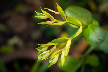 Fototapeta premium Little Bird flowers view on top after rain.