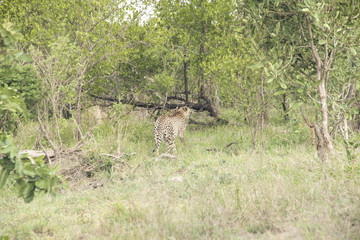 Cheetah hiding in the bush in the savannah, Kruger National Park, South Africa