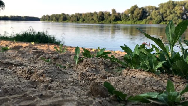 Coast of the Tisza river