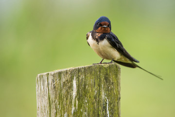 little barn swallow sitting on a mossy tree trunk on a soft green background