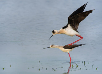 couple of stilts copulating in the lake - Burgenland - Neusiedler Lake