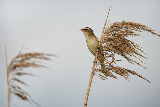 closeup of a chirping sedge warbler in the reed