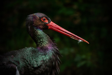 side face portrait of a rainbow colored black stork with feathers in its bill on a blurry dark...