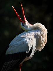 clacking white stork on a dark background illuminated by the sun - National Park Bavarian Forest