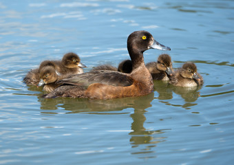 female tufted duck with cubs on the lake - Czech Republic - Lednice.