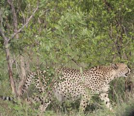 Cheetah coming out of the bush, Kruger National Park savannah, South Africa