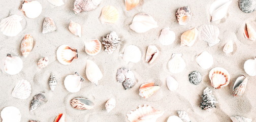 Sea shells on the sand as background. Flat lay, top view, copy space 
