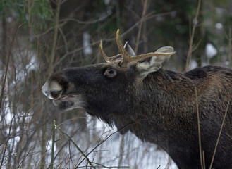 Moose in the forest