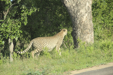 Cheetah coming out of the bush, Kruger National Park savannah, South Africa