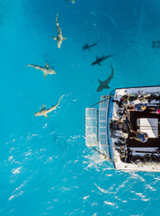 Drone view on sharks at the Bahamas