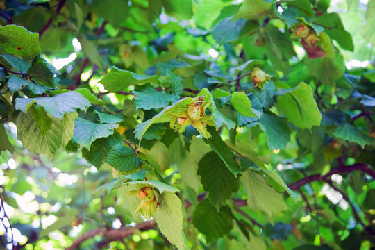 Branch with Italian hazelnuts